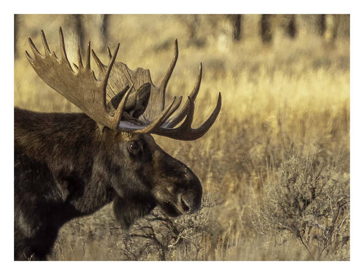 Brushbuck Wildlife Tour